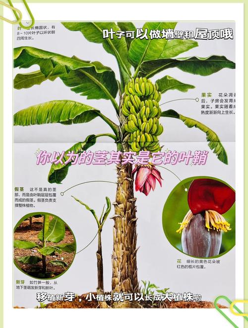 香蕉其实是浆果(香蕉其实是浆果还是果实)