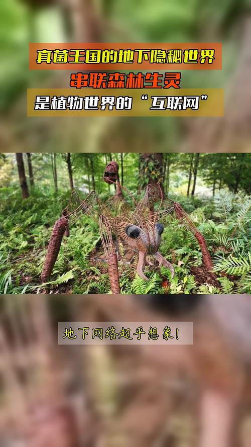真菌网络的地下互联网(地下真菌图片)