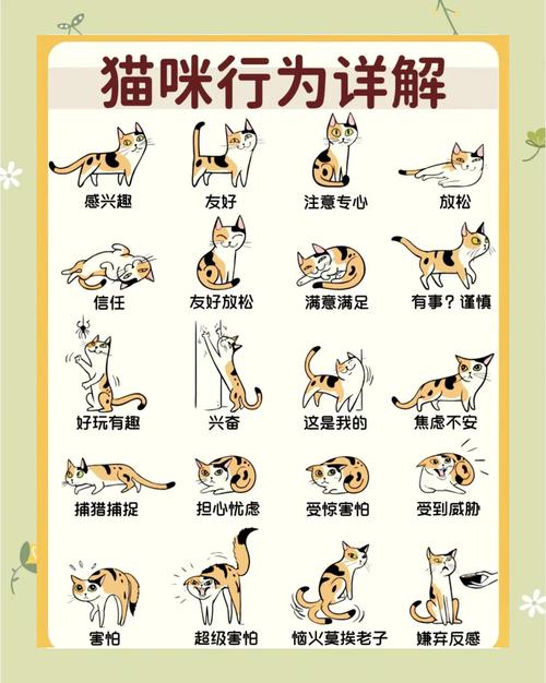 用博弈论解释猫的行为(用博弈论解释猫的行为特征)