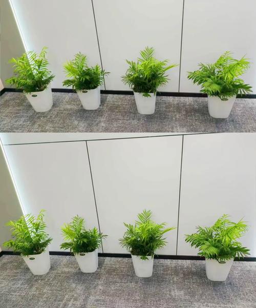 包含打工人办公室植物生存报告的词条