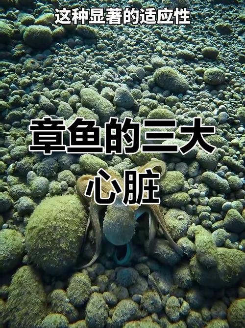章鱼三颗心脏的进化逻辑(章鱼三个心脏是干嘛的)