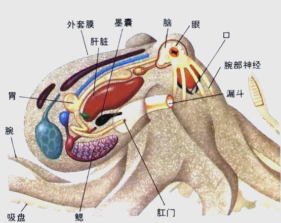 章鱼三颗心脏的进化逻辑(章鱼三个心脏是干嘛的)