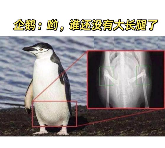 企鹅膝盖隐藏位置解密（企鹅有关节吗）