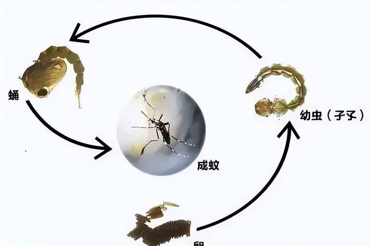 如果蚊子能申请非物质文化遗产（蚊子会成为保护动物吗）