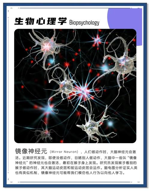 打哈欠传染的镜像神经元(打哈欠会传染是什么效应是哪个科学家)