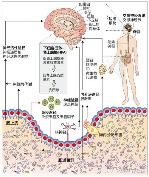 肠道菌群操控情绪实证（肠道菌群调控）
