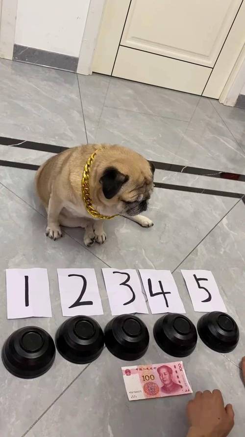 宠物成精的100个证据(现在的宠物成精了)