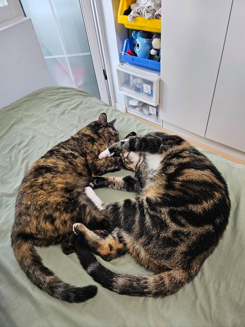 宠物成精的100个证据(现在的宠物成精了)