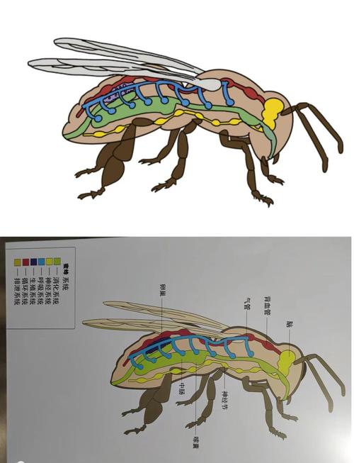蜜蜂民主决策的神经机制(蜜蜂组织)