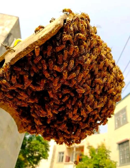 蜜蜂民主决策的神经机制(蜜蜂组织)