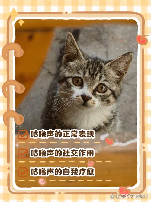 猫呼噜声的治疗功效(猫儿呼噜声)